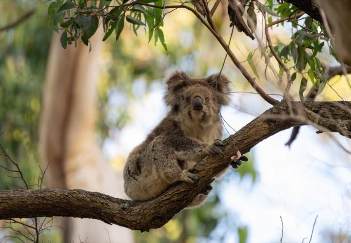 澳大利亚 第 3 张照片